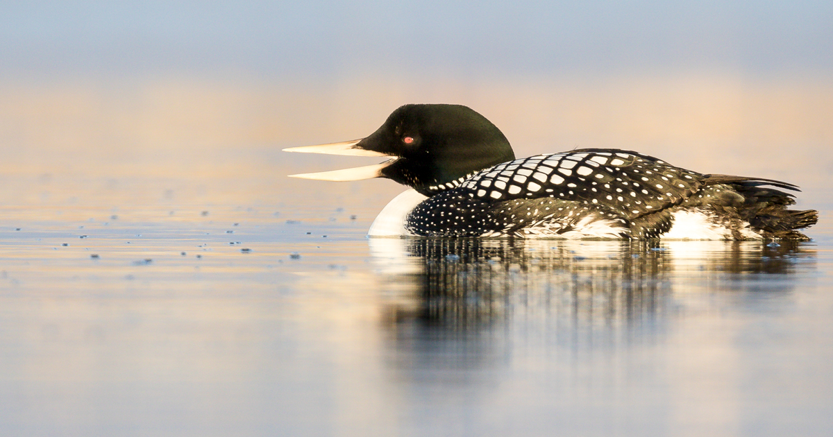 Yellow-billed Loon.