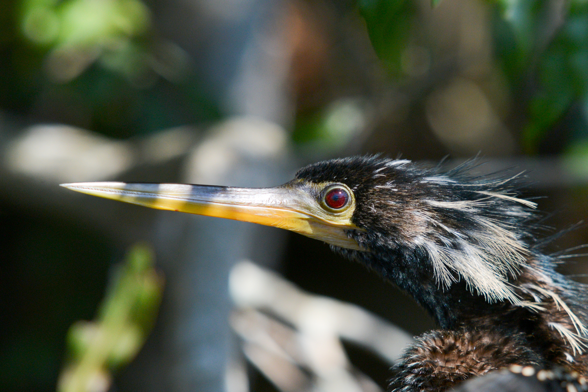 Anhinga. Photo: Deborah Bifulco / Great Backyard Bird Count.