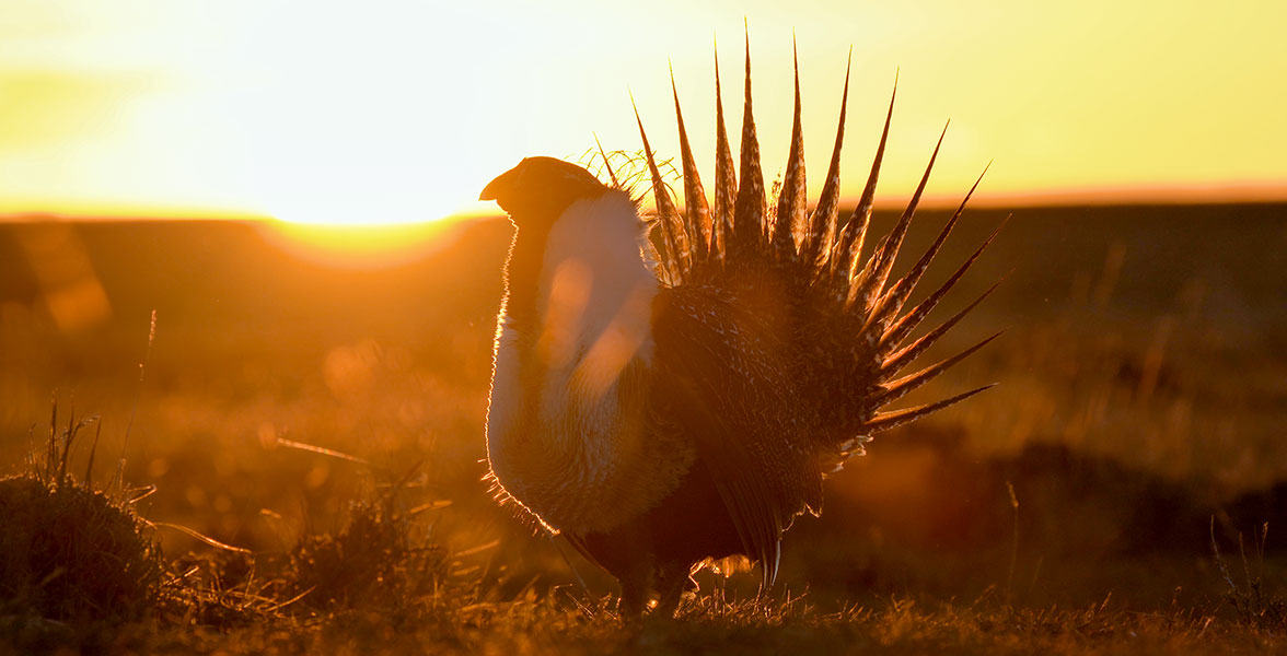 A male Greater Sage-Grouse stands in front of the sun.