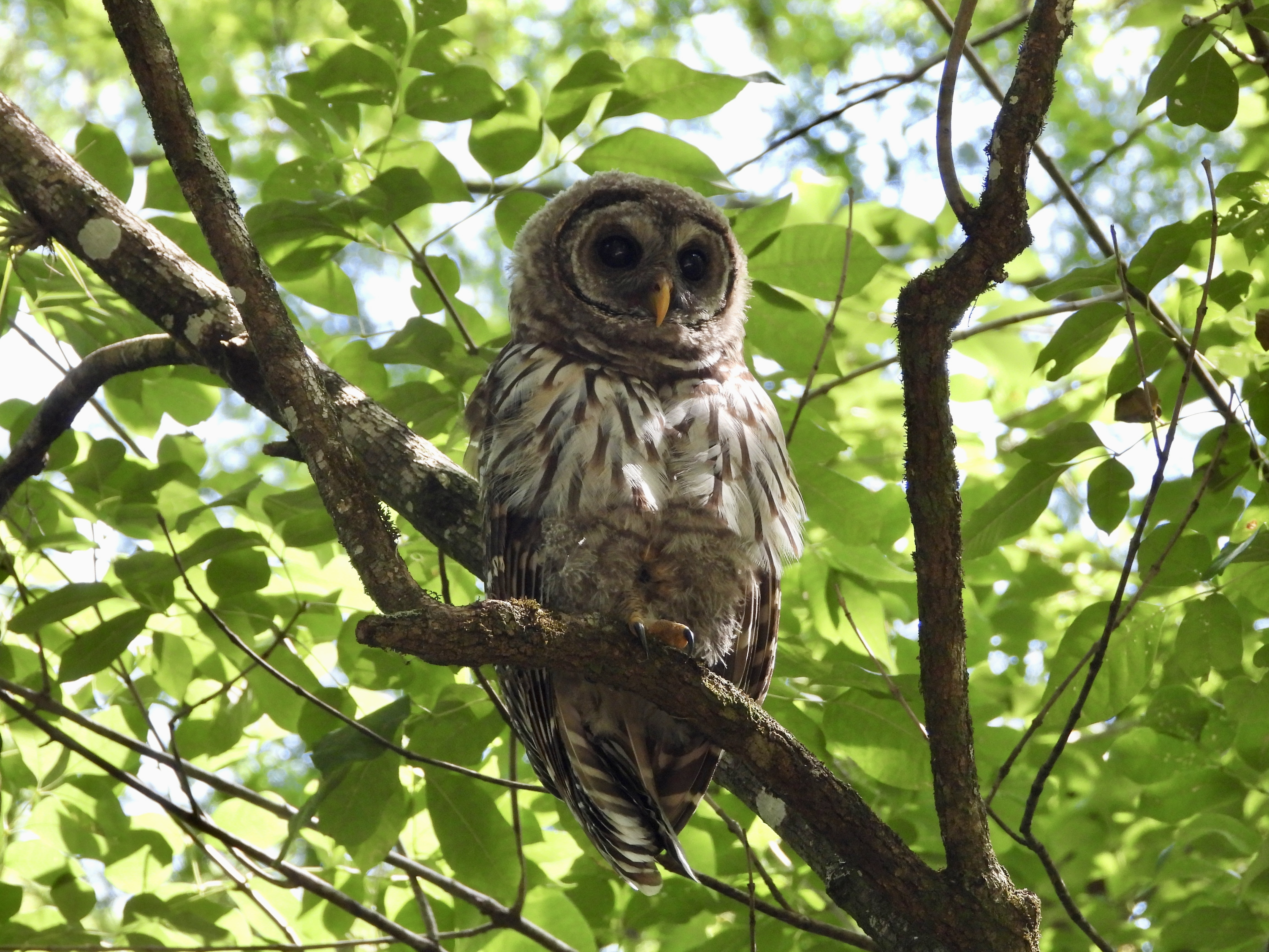 Barred owl in a tree.