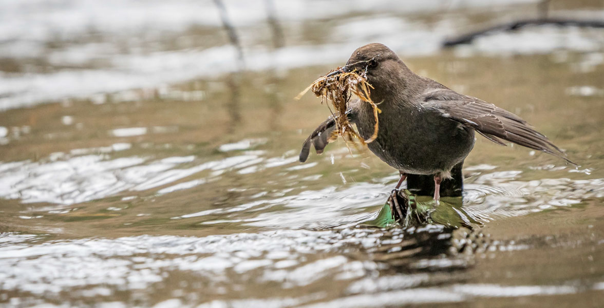 A grayish-brown bird stands in shallow, moving water with wings outstretched. It is holding dried vegetation in its beak.