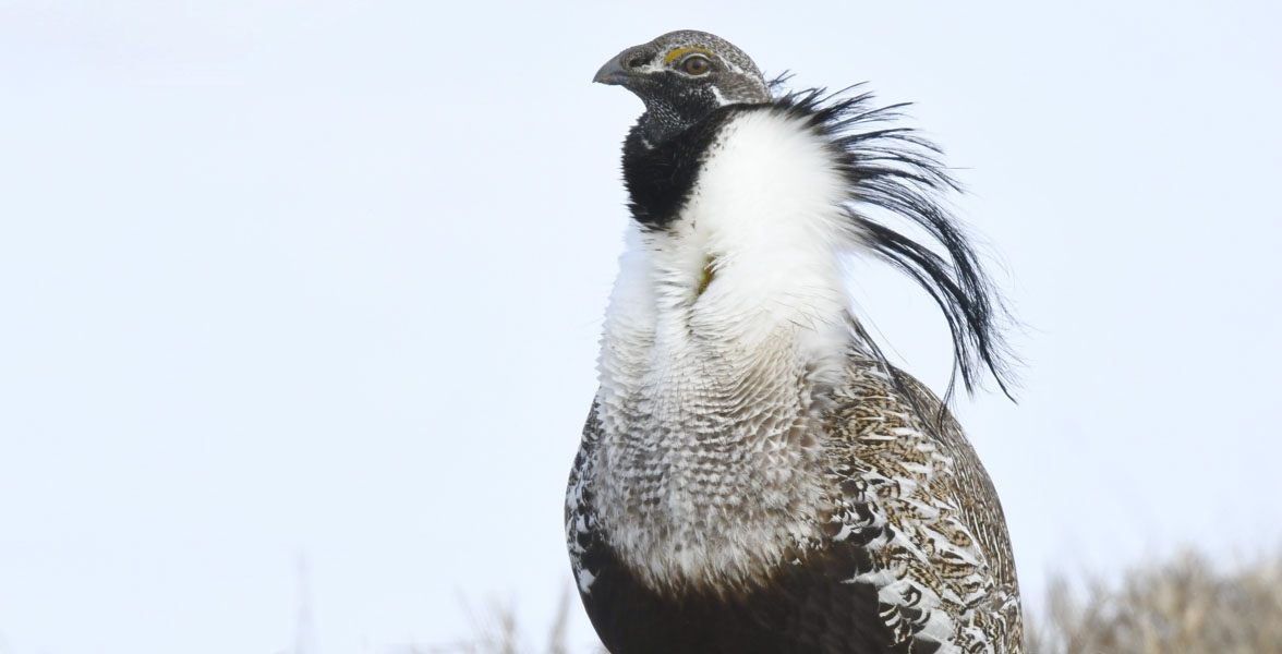 A brown, white, black grouse stands in front of a snowy background.