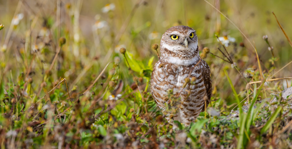A brown and white owl stands in vegetation.