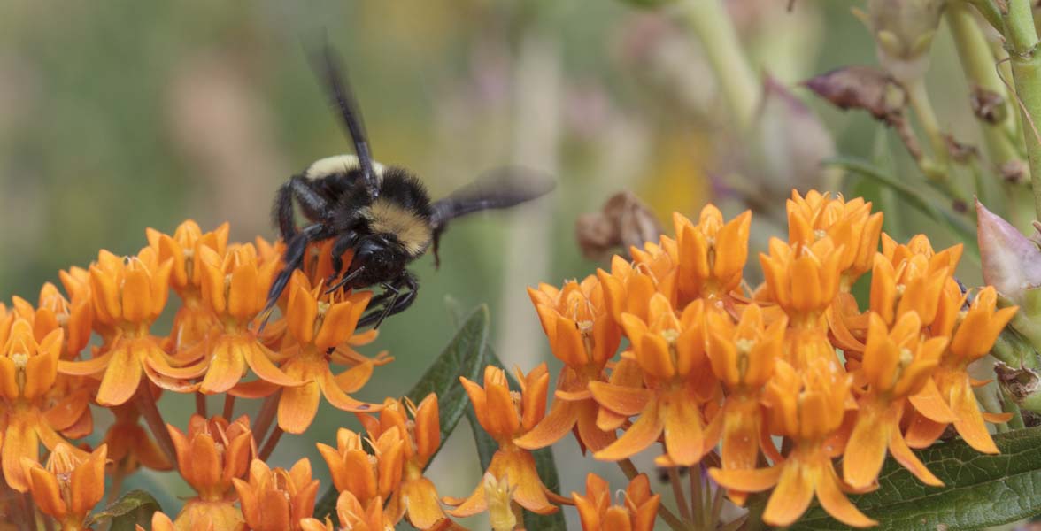 Bumble bee on a cluster of orange flowers.
