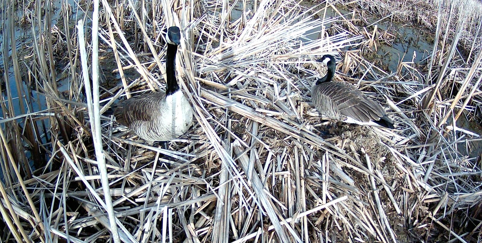 Geese and Muskrats, Unlikely Neighbors
