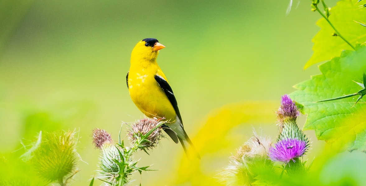 American Goldfinch.