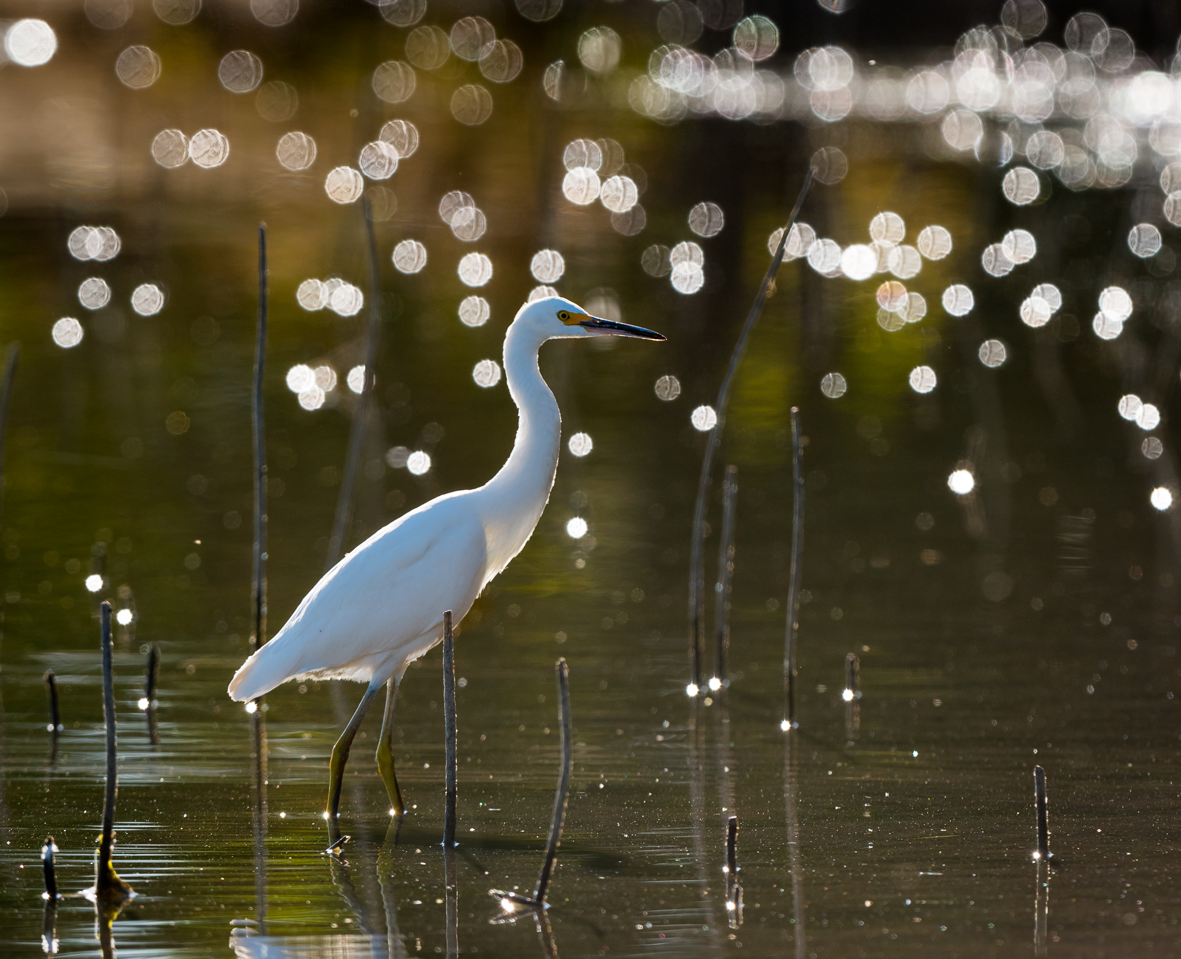 Snowy Egret. 