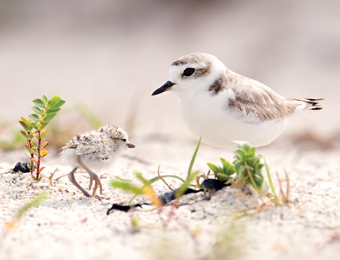 Western Snowy Plover