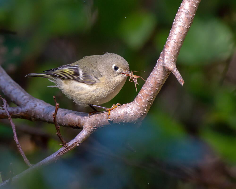 Ruby-crown Kinglet photo by Mick Thompson