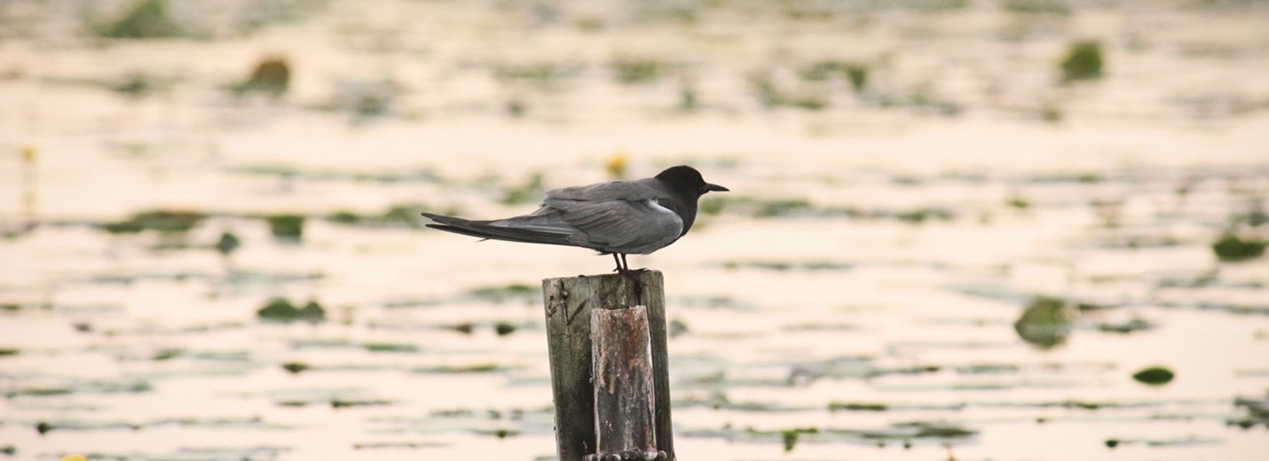  Black tern on post 