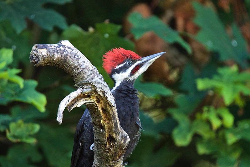 Pileated Woodpecker photo by Jerry McFarland