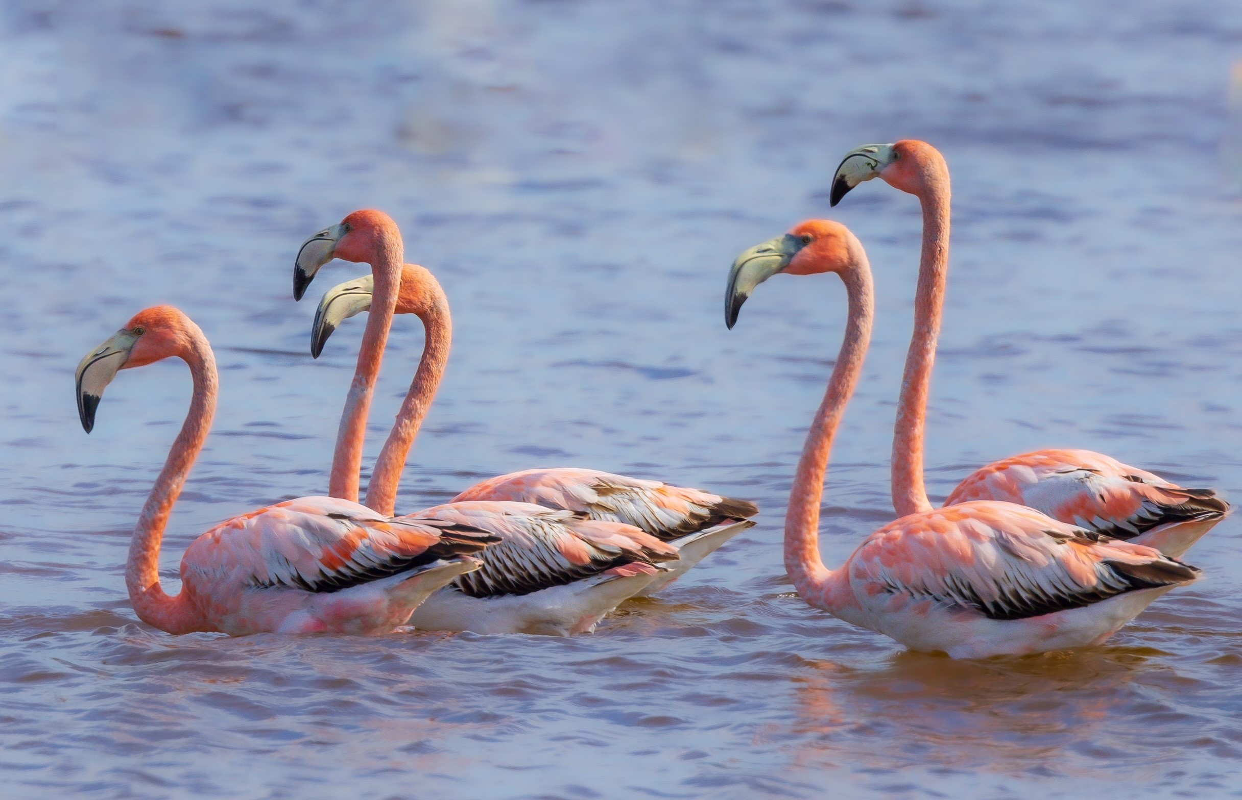 A flock of flamingos in the water.