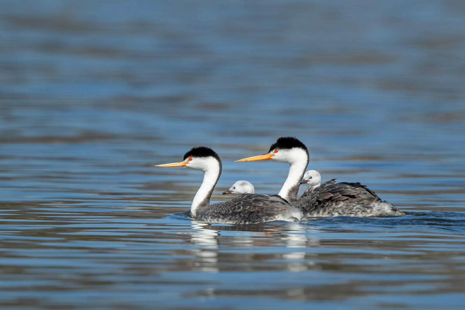 Western Grebes with Chicks