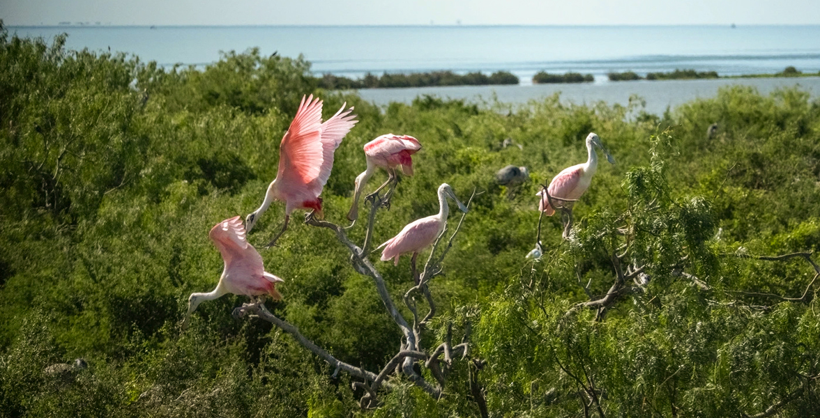 Roseate Spoonbills standing on shrubs on Green Island, Texas.