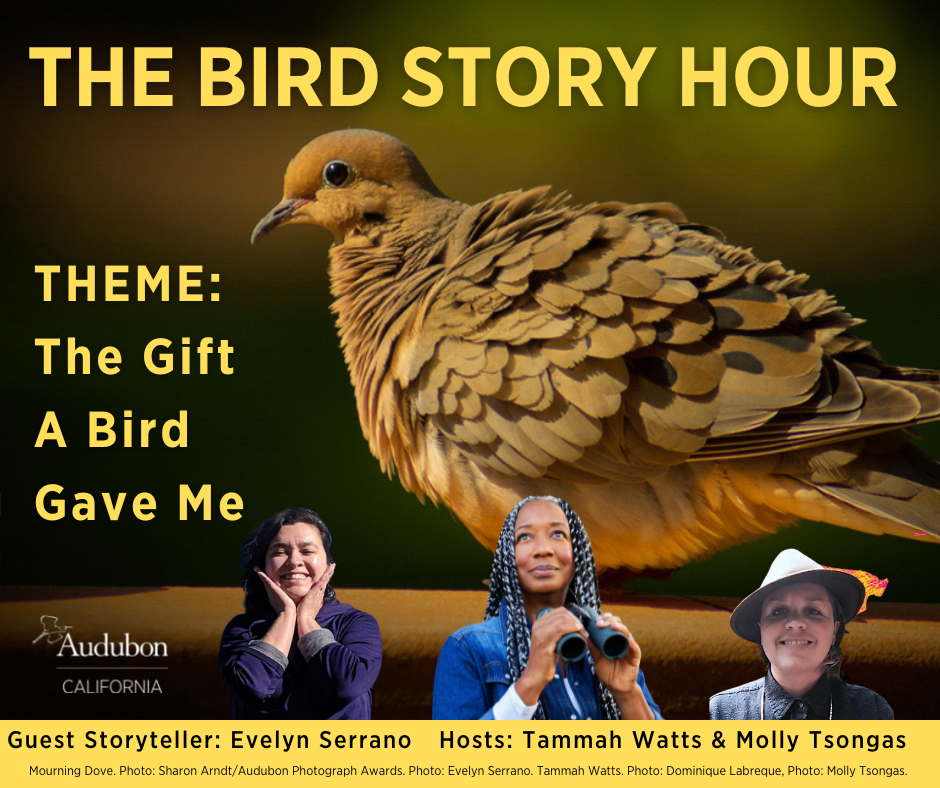 Bird Story Hour