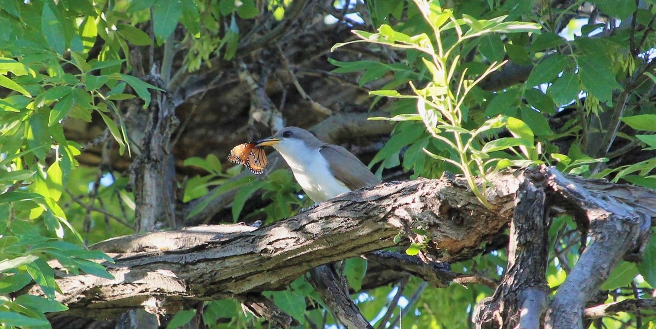 A Western Yellow-billed Cuckoo sitting on a branch and eating a Queen Butterfly.