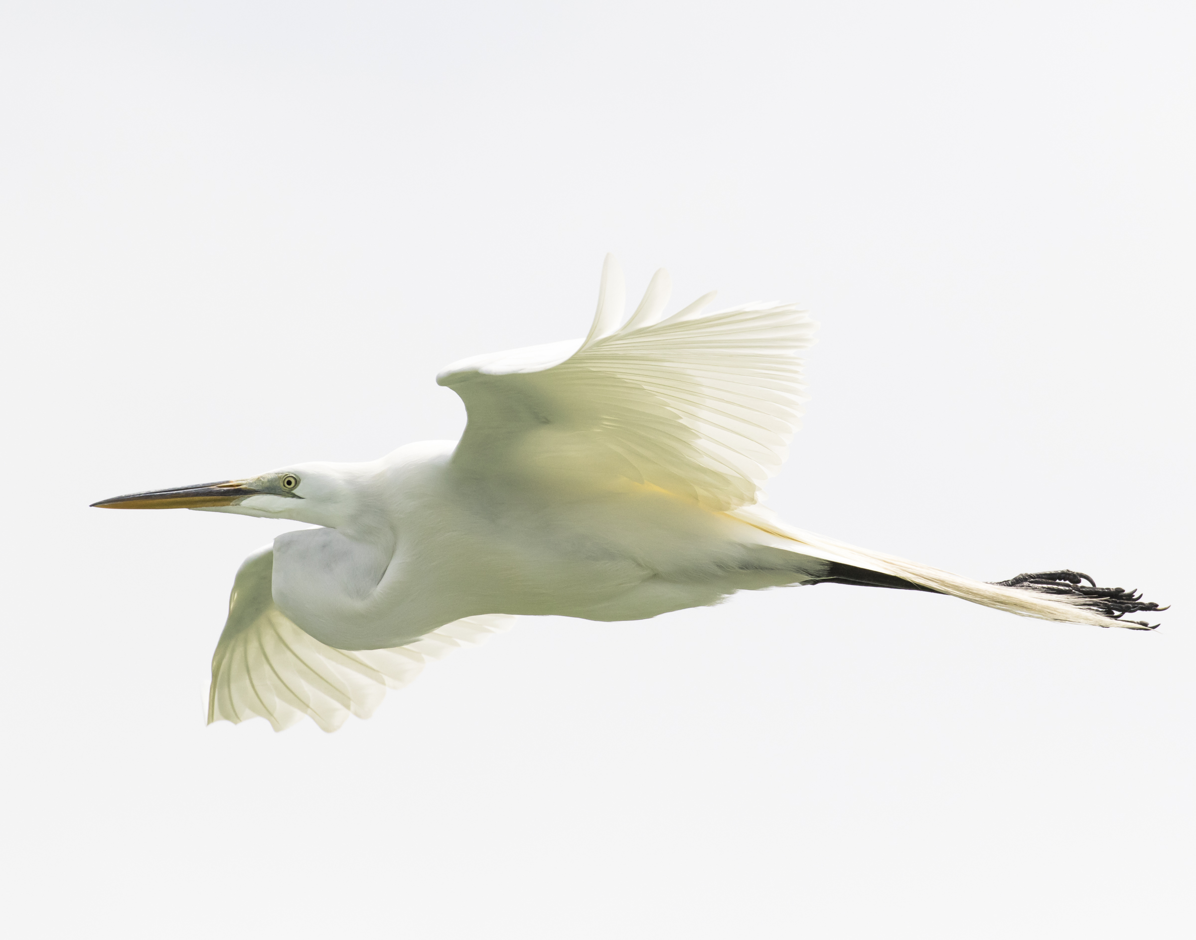 Great Egret. Photo: Clyde Comstock/Audubon Photography Awards.