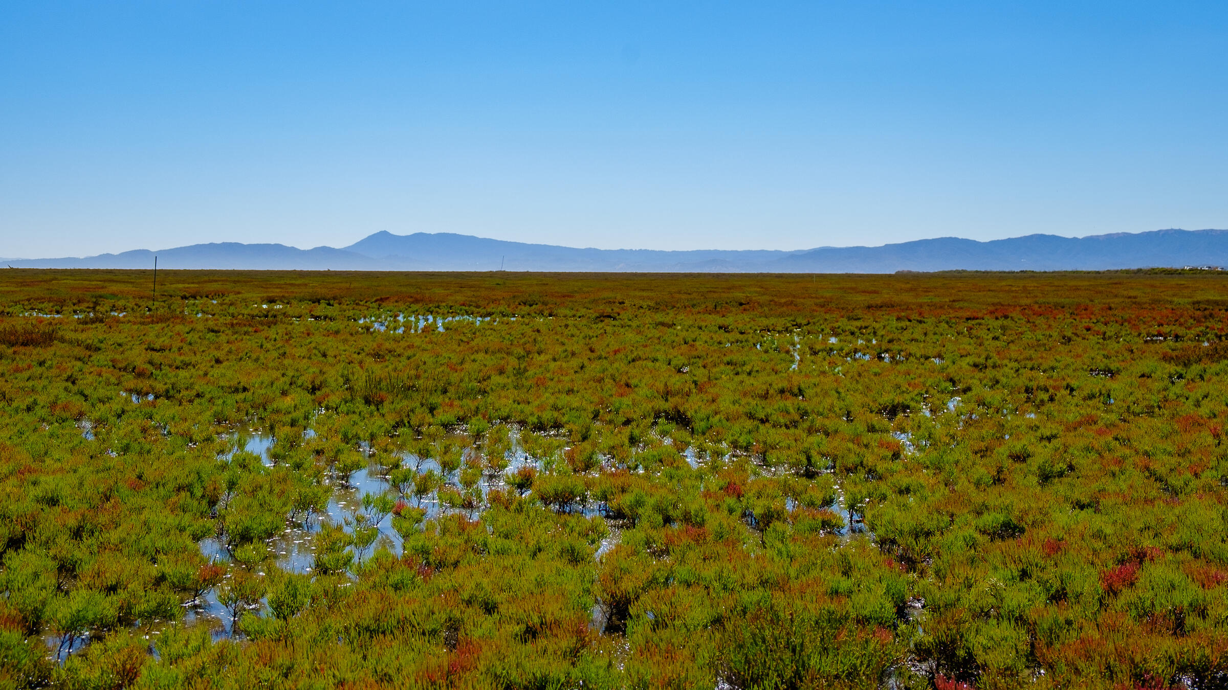 Sonoma Creek Marsh 