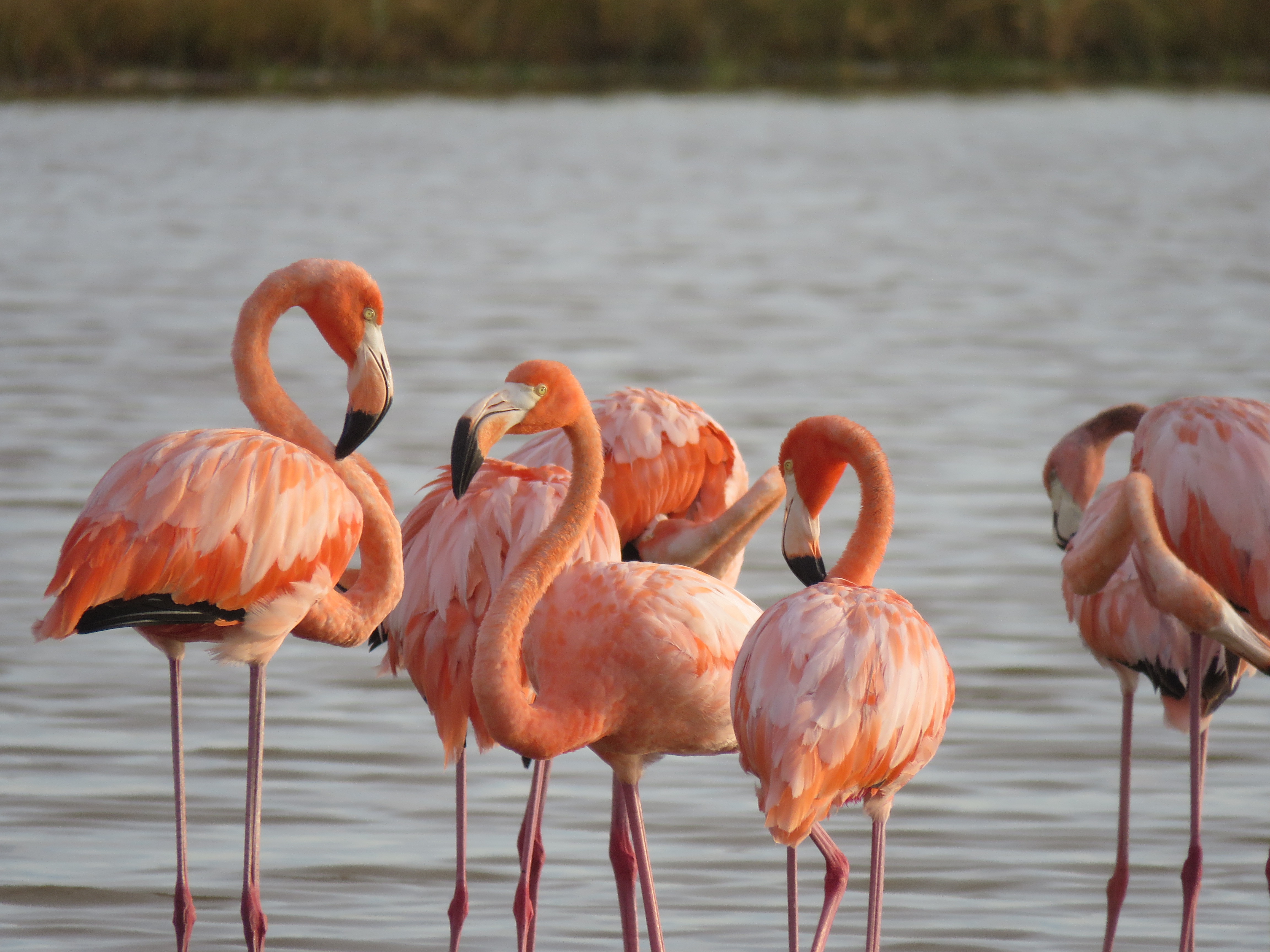 American Flamingos stand in the shallows.