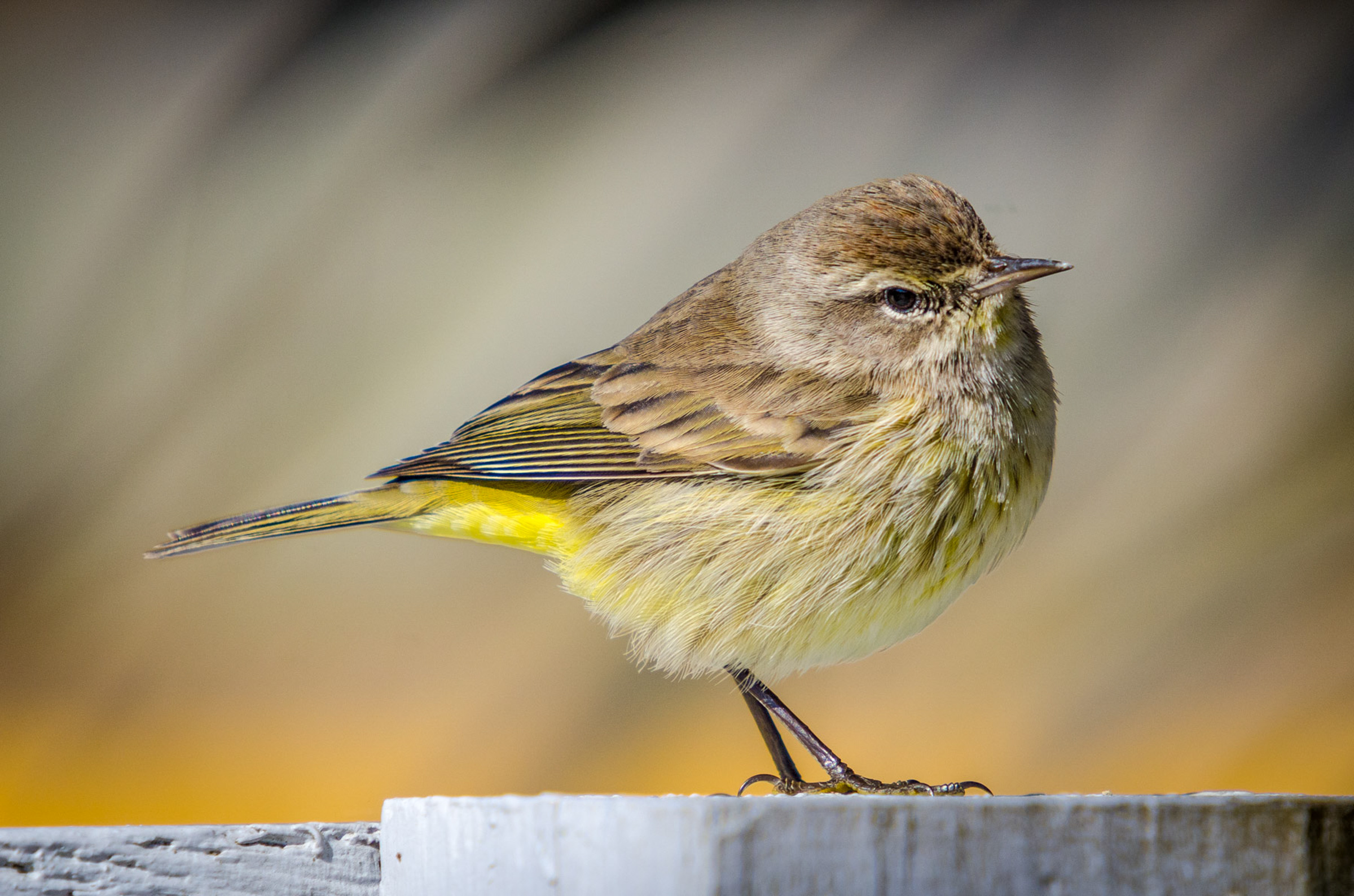 Palm Warbler against a beige background. Photo: Mary Giraulo/Audubon Photography Awards.