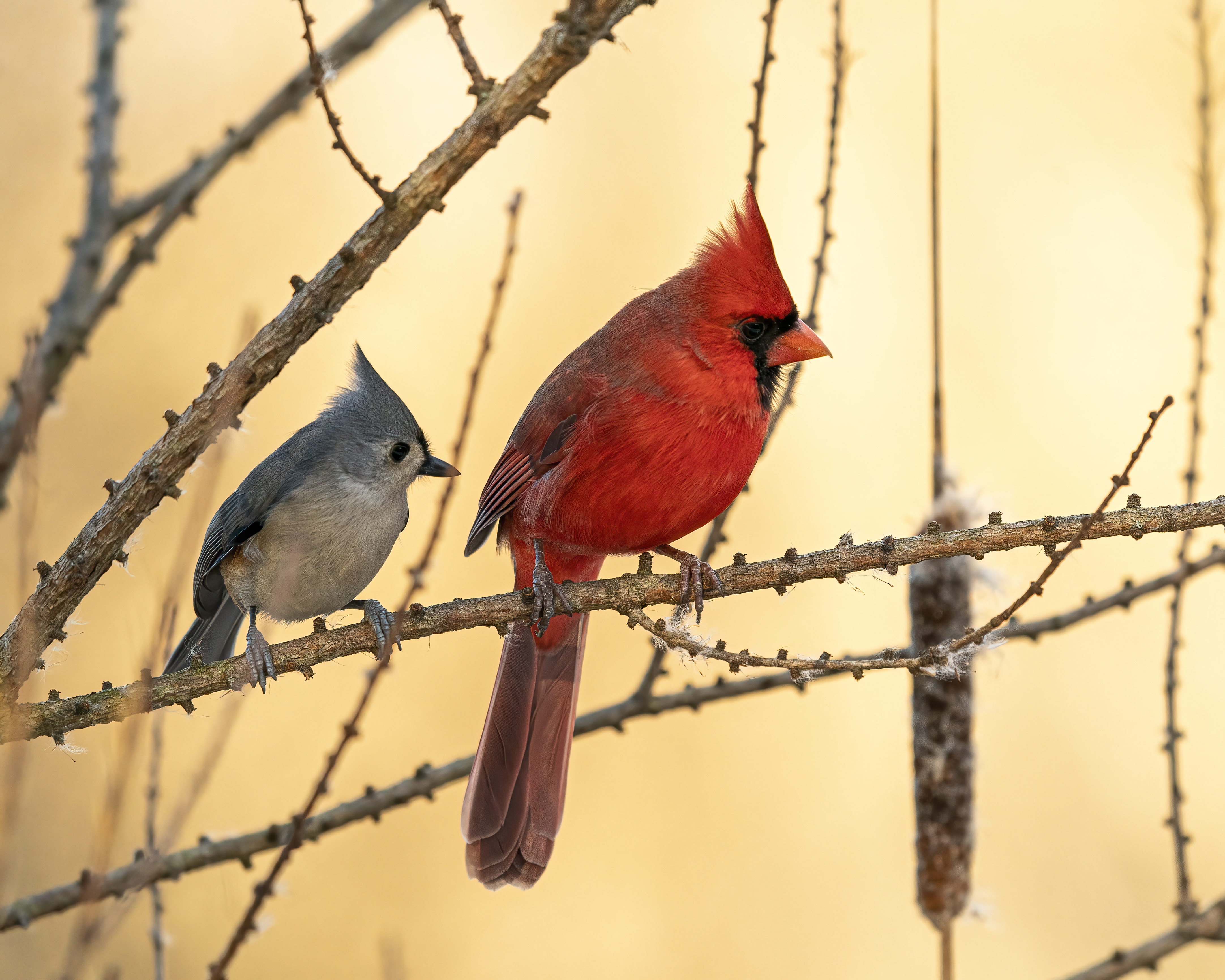 Northern Cardinal and Tufted Titmouse, Milford, Michigan.