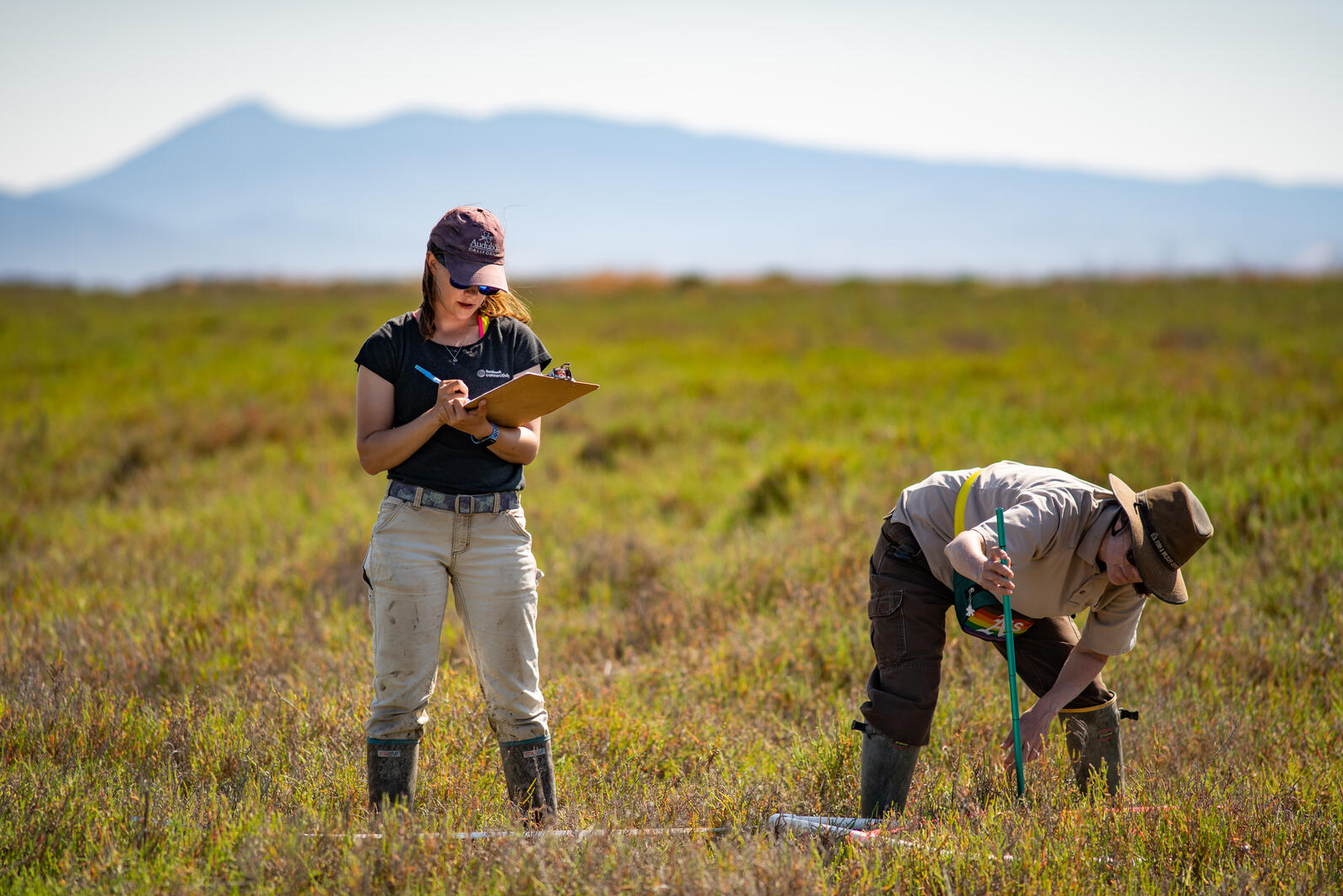 Wetland survey