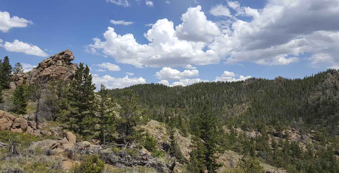 Coniferous forest on a rocky mountain.