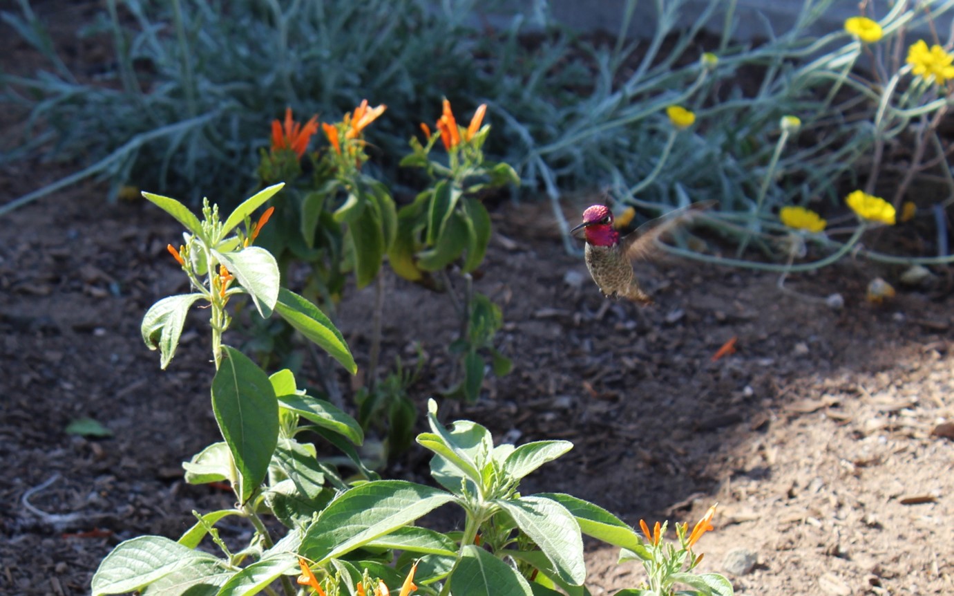 An Anna's Hummingbird enjoying Mexican Honeysuckle at the Rio Salado Audubon Center.