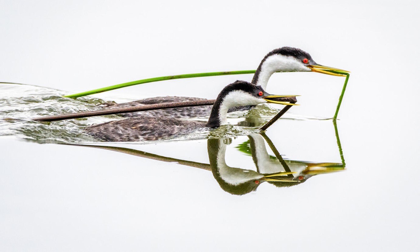 Western Grebes swim in water carrying reeds in their beaks.