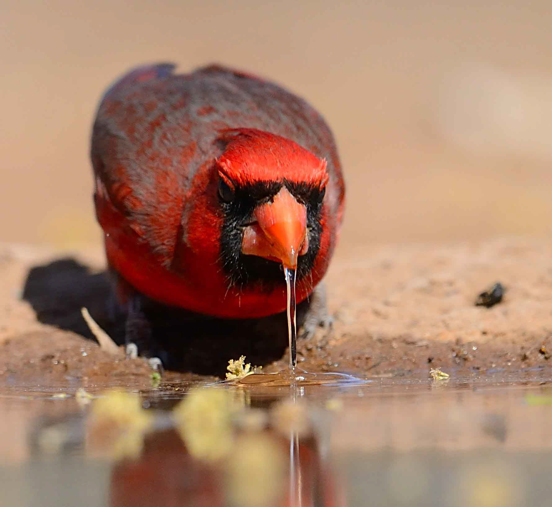 A Northern Cardinal drinks from the edge of a small puddle, with water dripping from its bill.