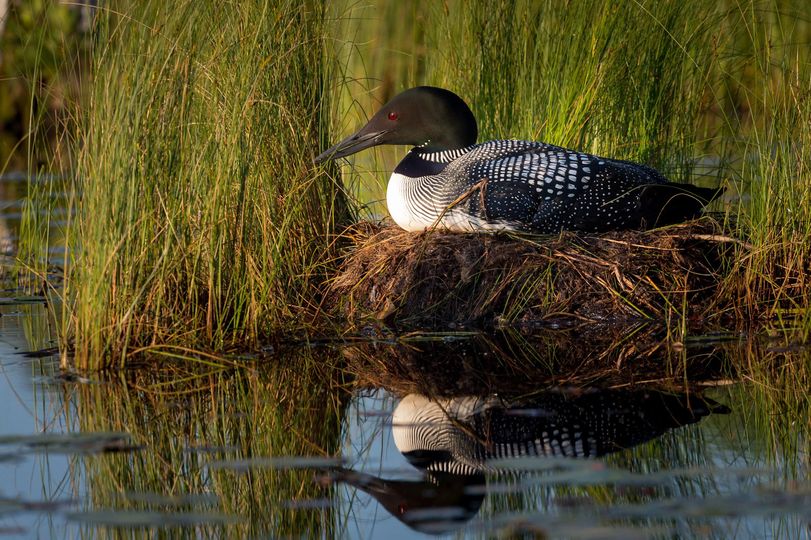 Common Loon