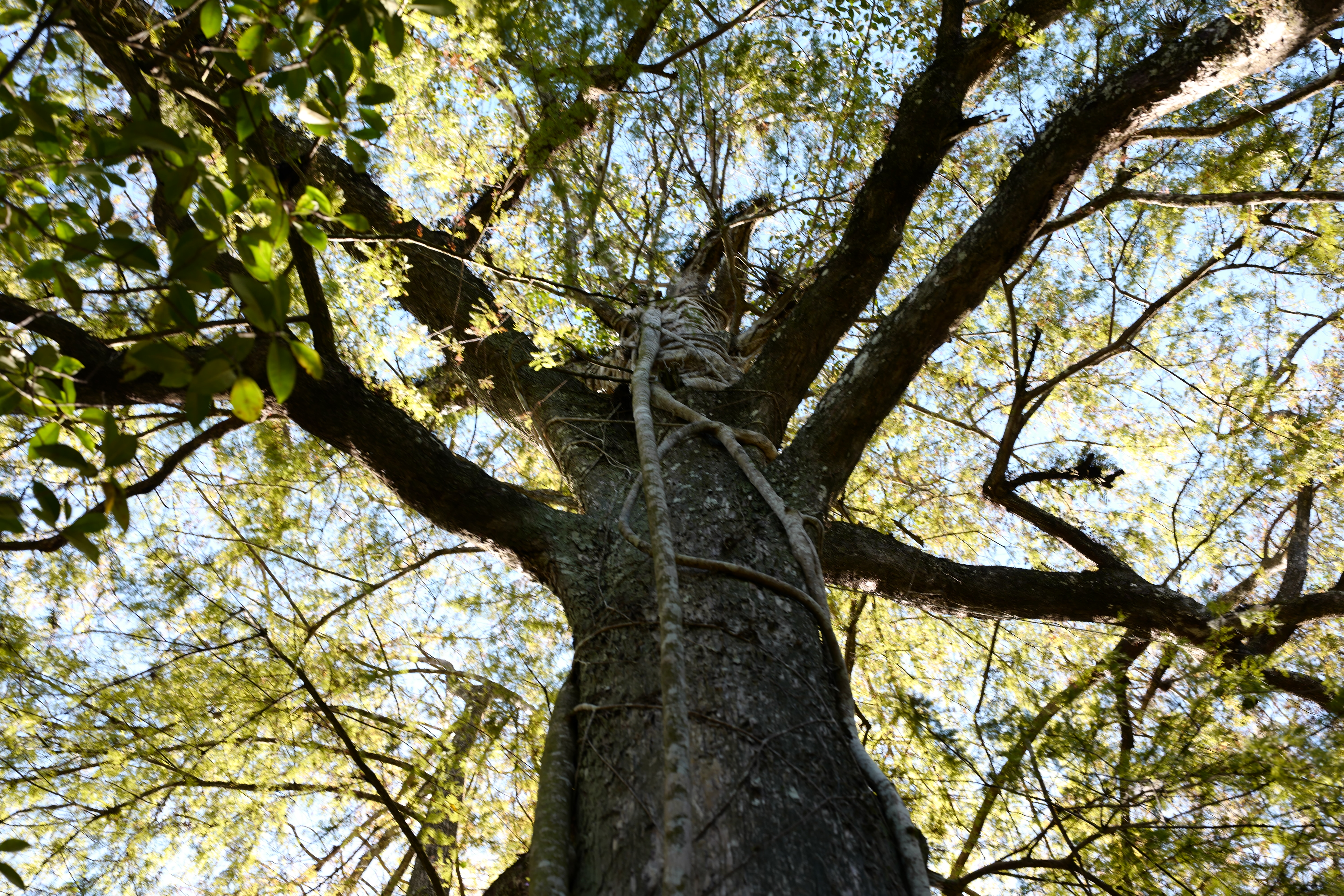 Photo of a large tree