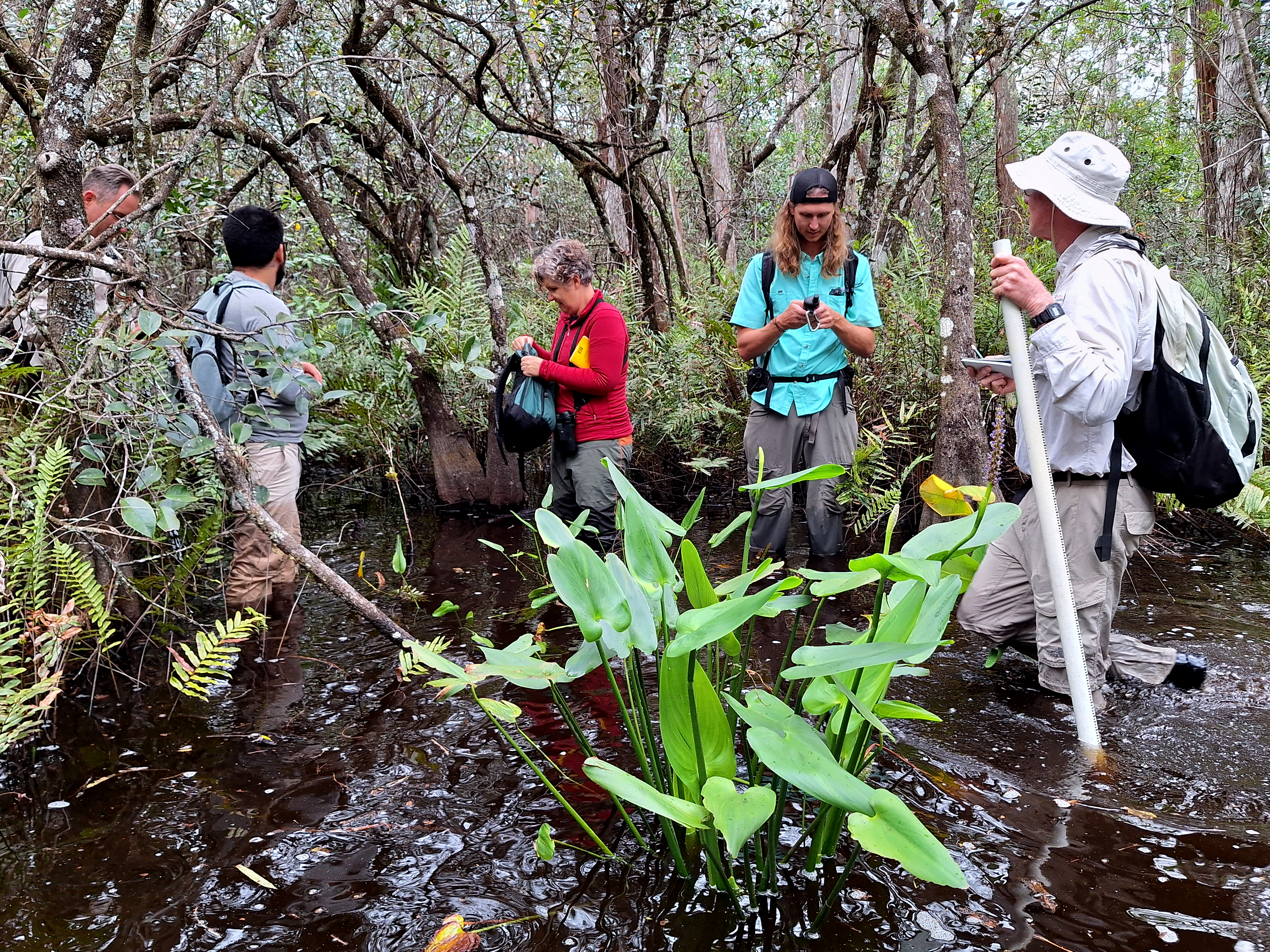 Four people standing in a swamp looking into the trees