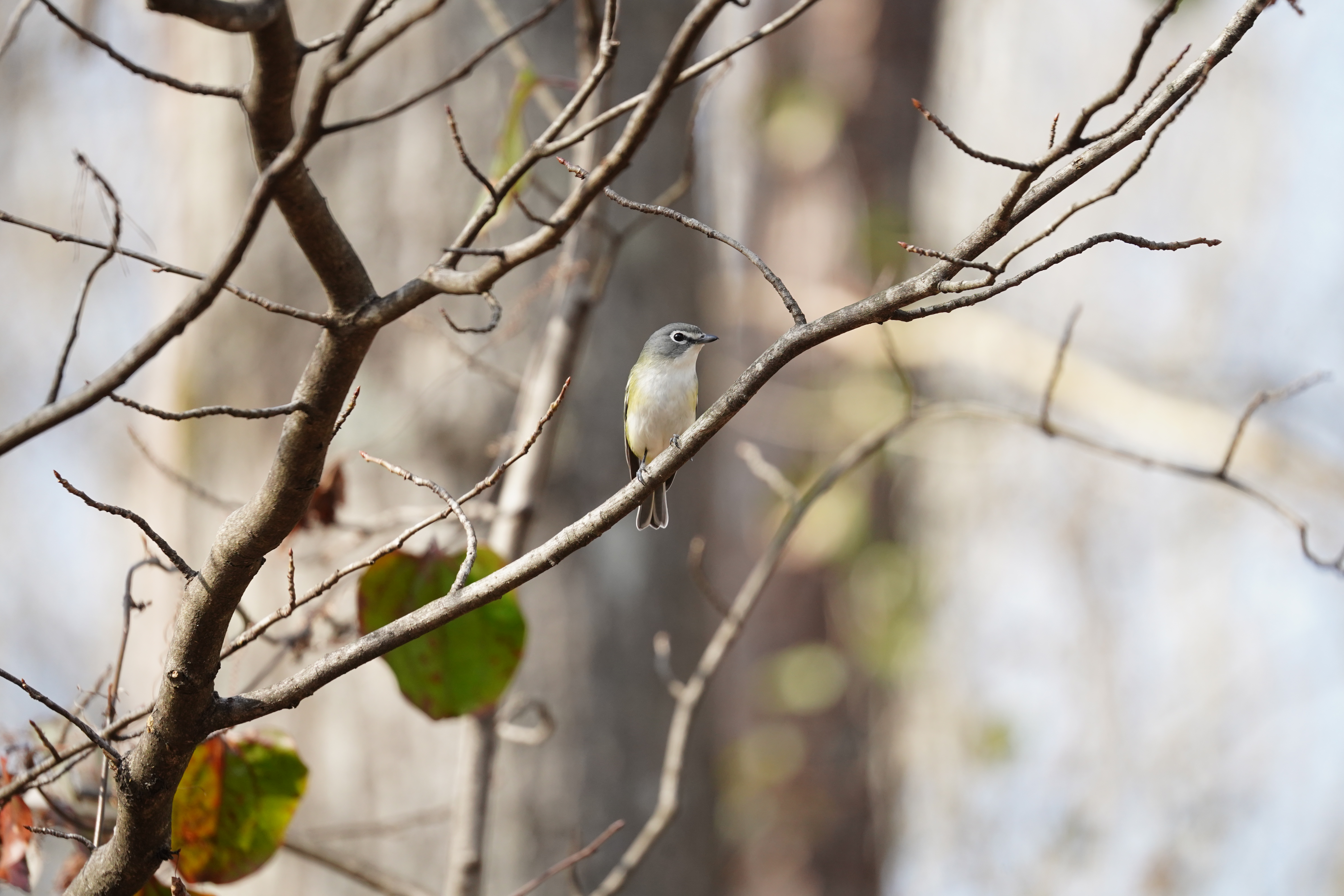 Blue-headed Vireo sits on a branch.