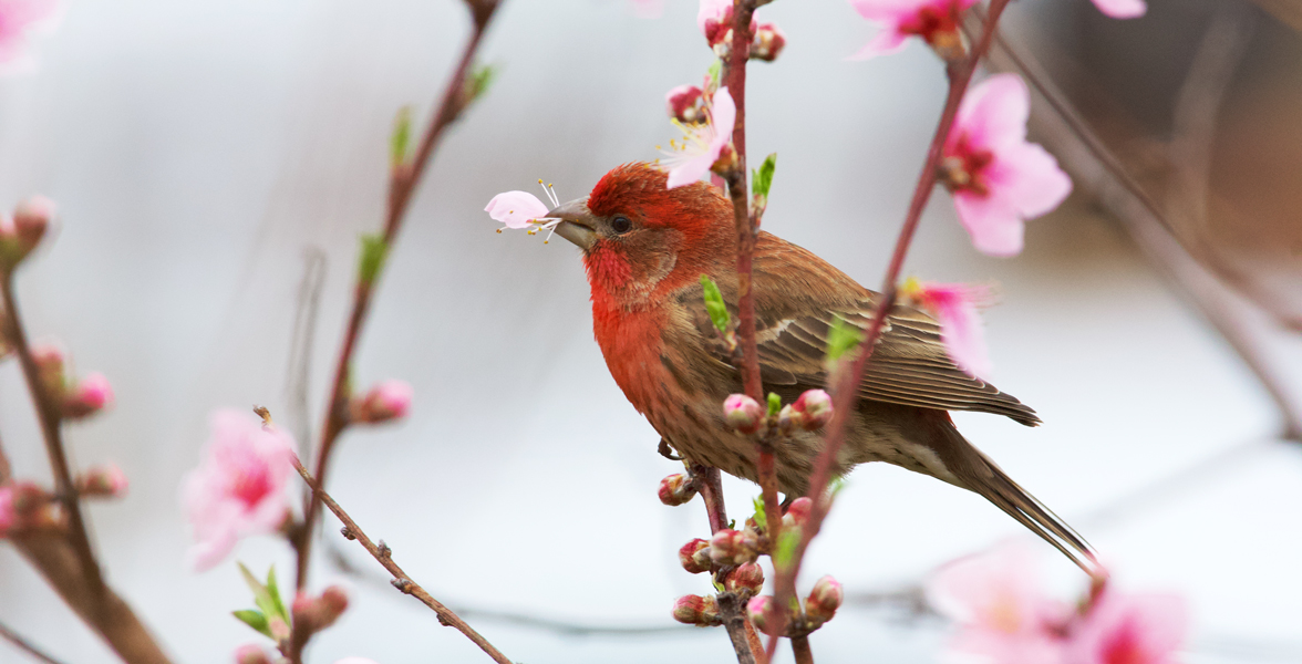 House Finch.