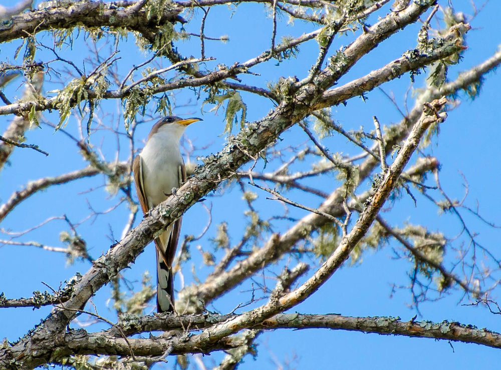 Western Yellow-billed Cuckoo. Photo: Hunter McCall