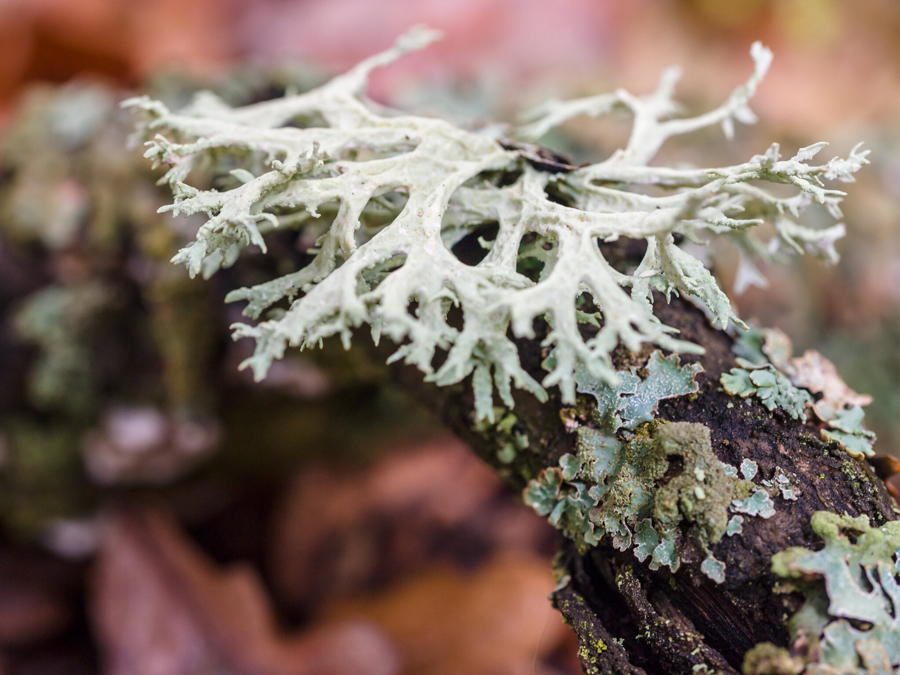 Lichen photo by James Petts