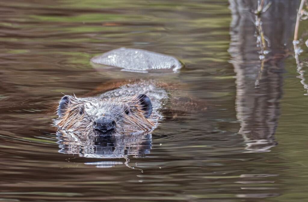 A beaver is swimming in dark water. 