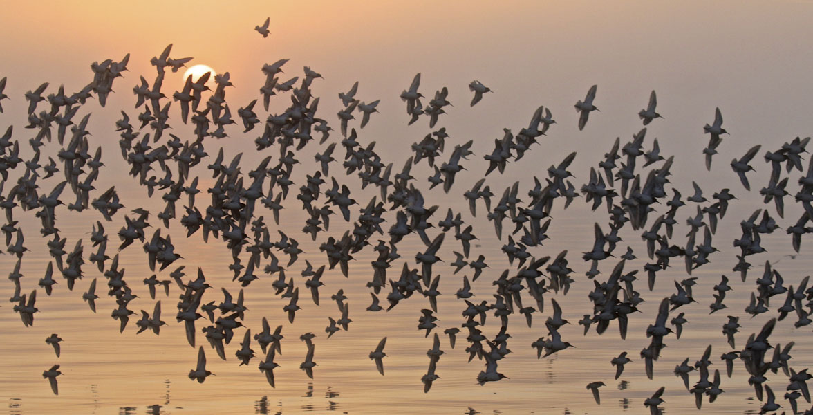 A flock of shorebirds over a lake at sunset.