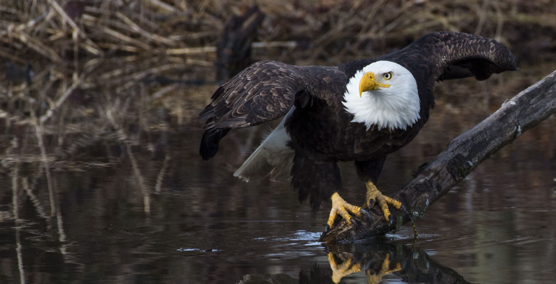 A bird of prey with a brown body and distinct white head perches on a partially-submerged branch with wings outstretched.