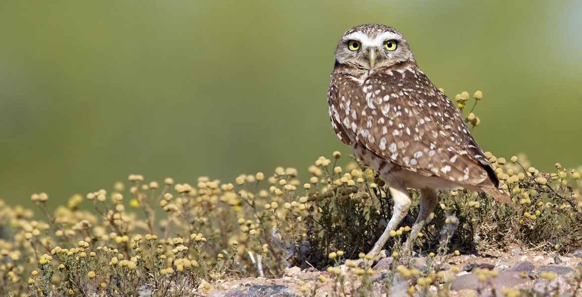 A Burrowing Owl stands in a rocky patch of wildflowers. 