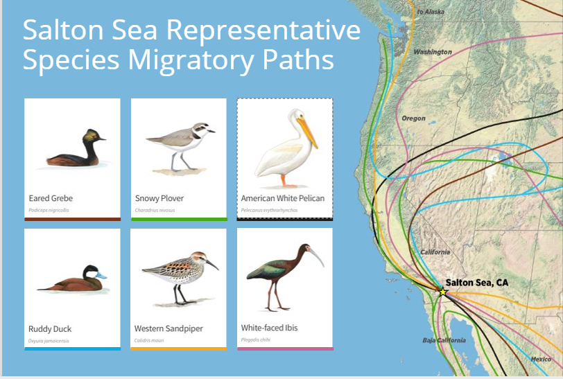 Salton Sea Birds. Illustration: Audubon Society