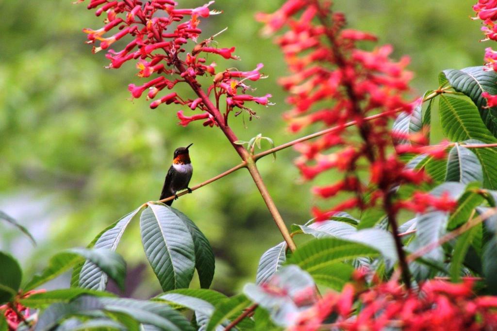 Native plants boost our bird population.