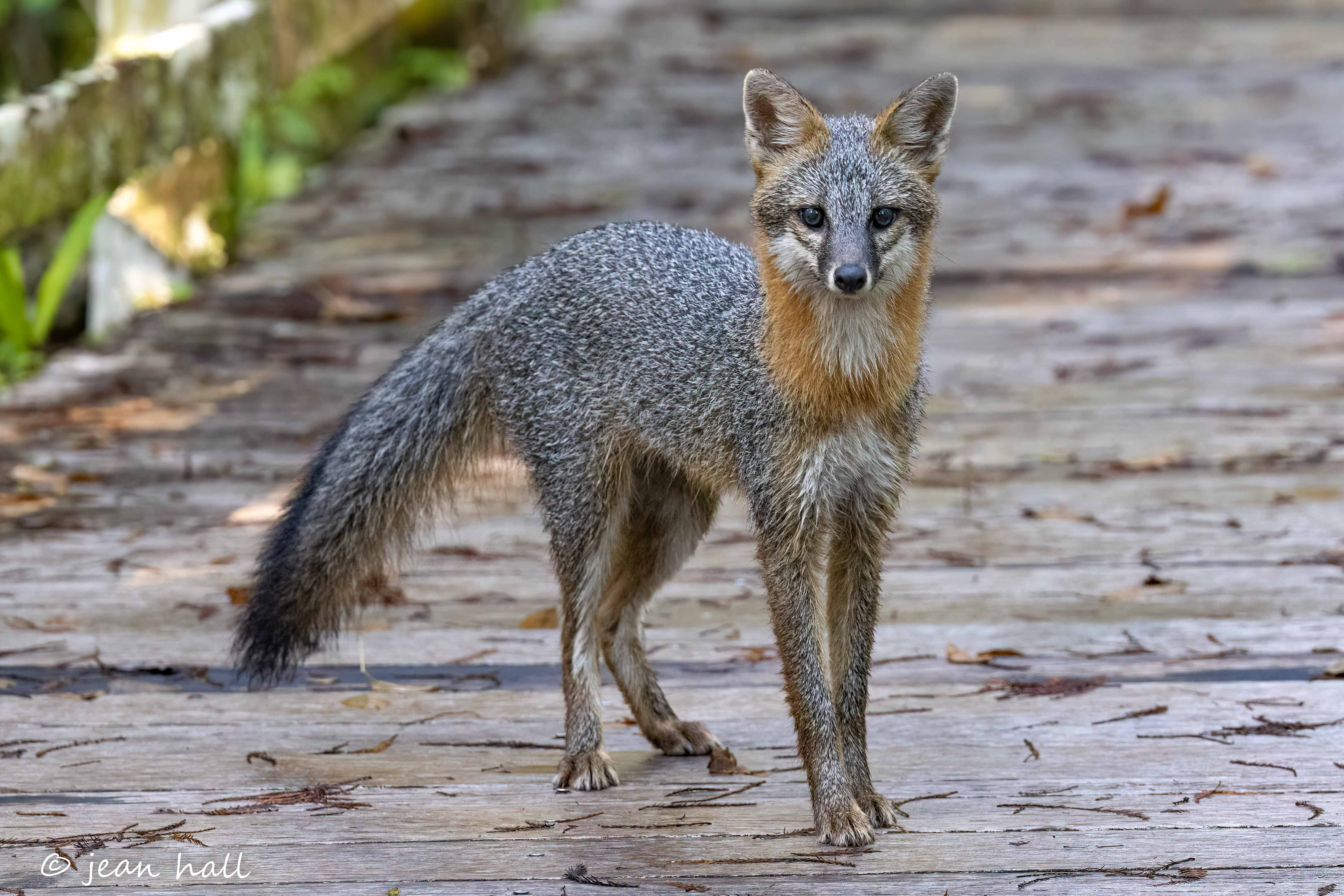 A fox on a boardwalk