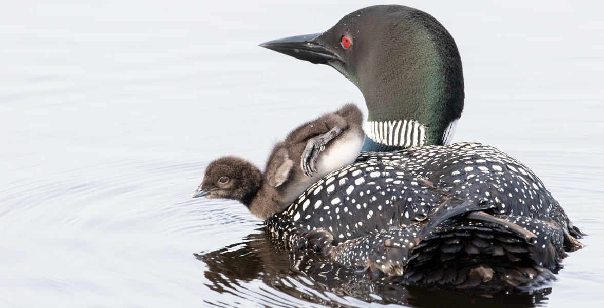 Common Loon with chick. 