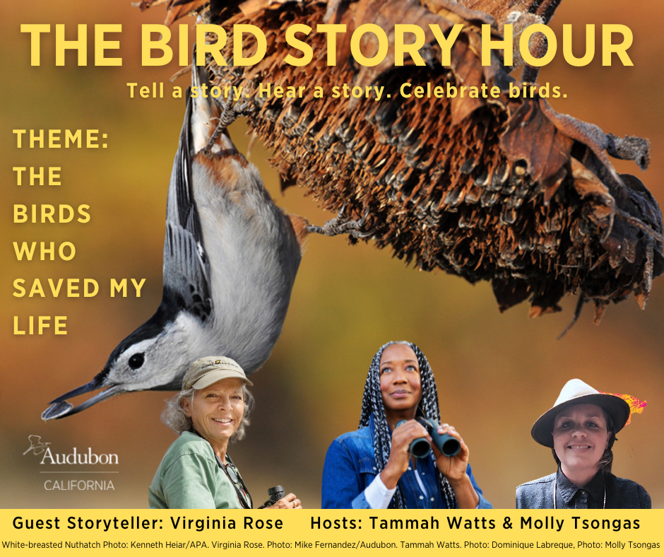 The Bird Story Hour