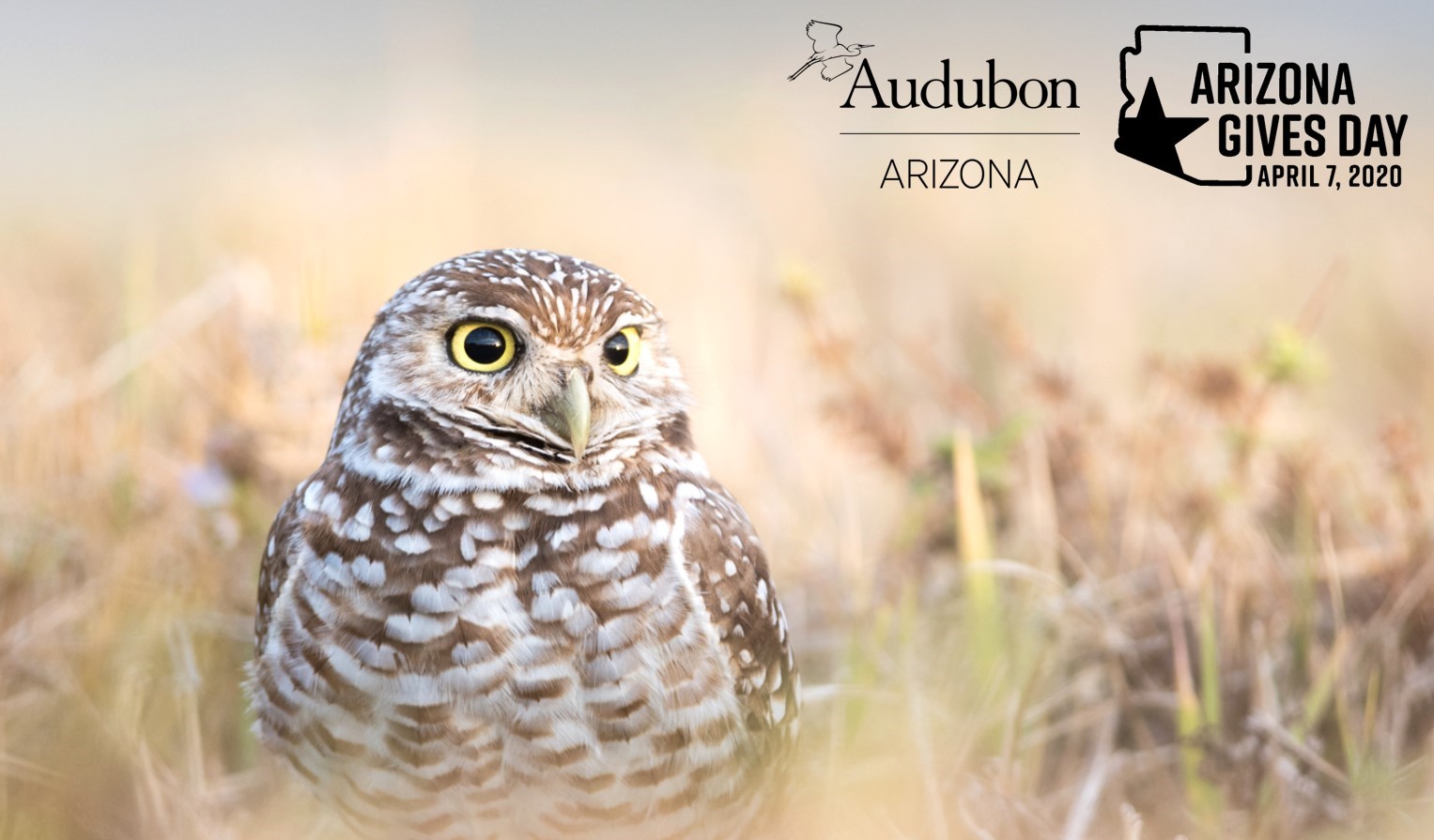 A Burrowing Owl sits in a field of dead-looking grass. Logos read "Audubon Arizona" and "Arizona Gives Day, April 7, 2020"