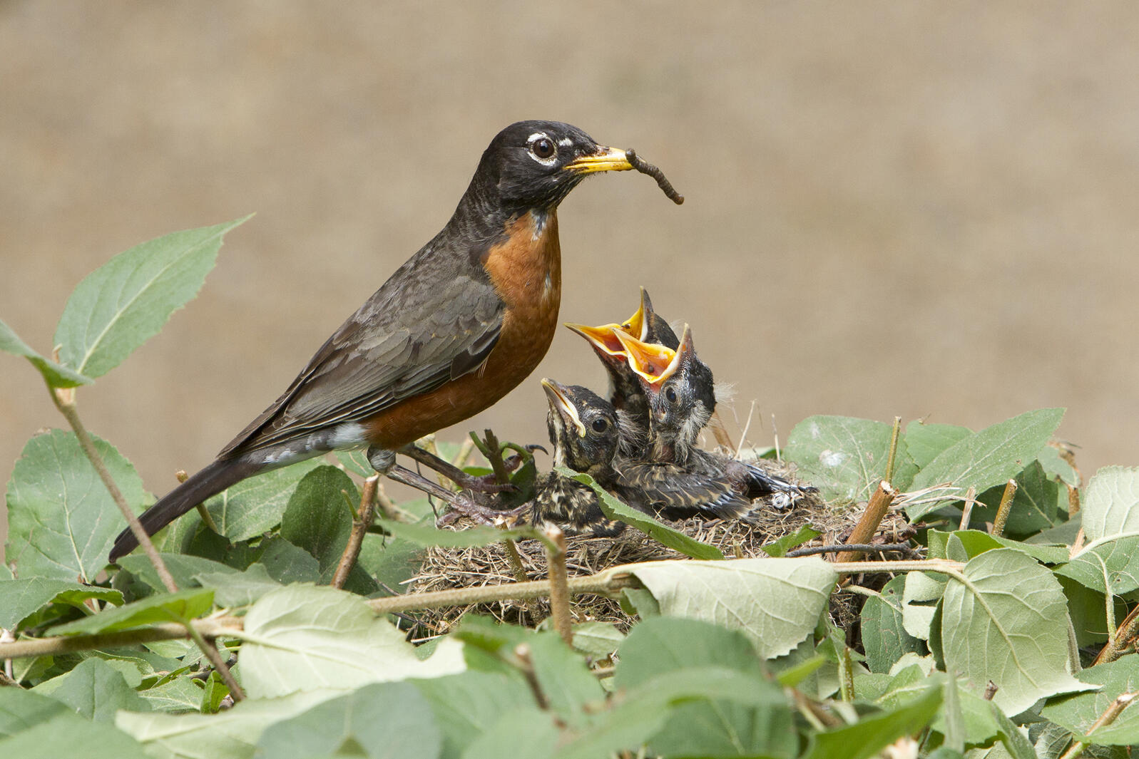 American Robin, adult and chicks. Photo: Sandy Spicknall/Audubon Photography Awards