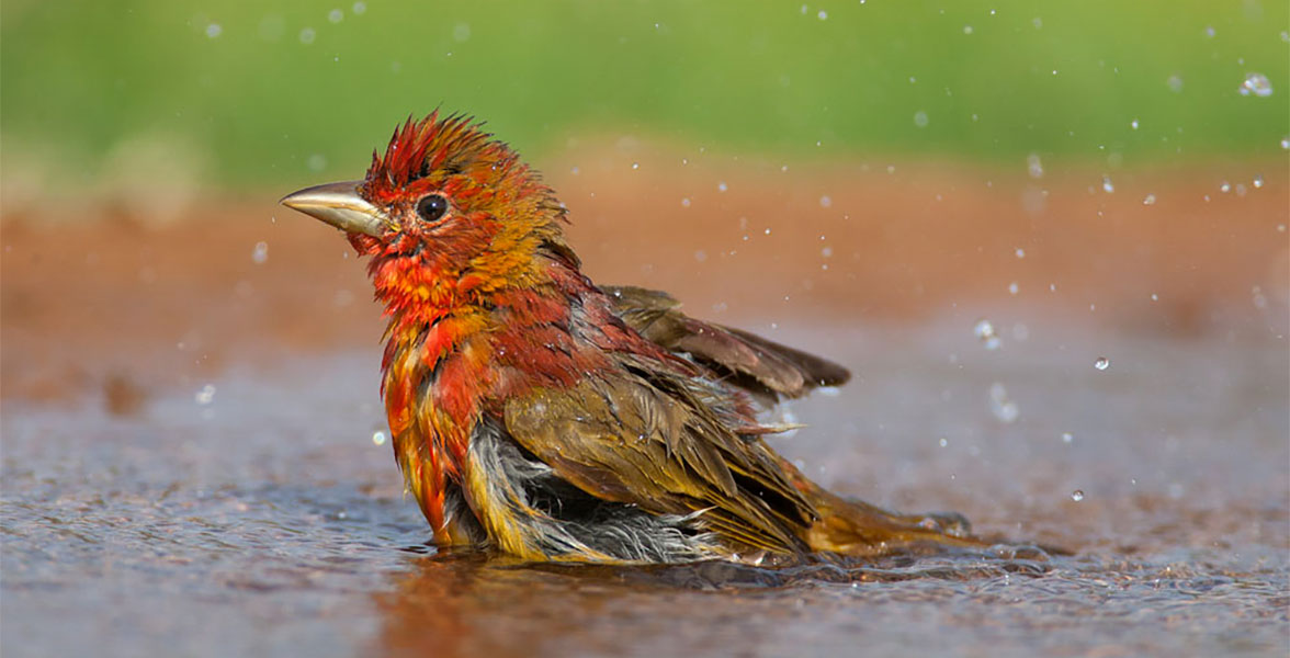 Summer Tanager.