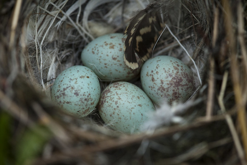 White Crowned Sparrow's Nest photo by NPS/Jacob W. Frank